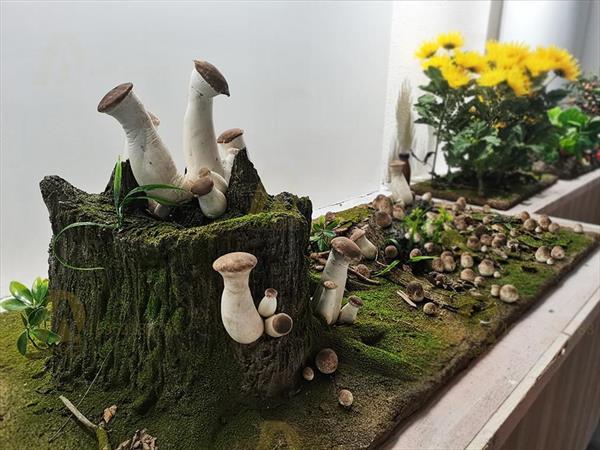 淮安农科院农产品微缩景观制作